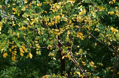 Sonbahar ağacı dallarının mavi gökyüzü arka planında sarı yapraklı görüntüsü  