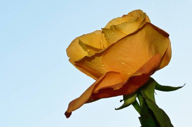 Mavi arka planda güzel gül çiçekleri