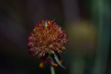Güneşli yaz gününde bahçede büyüyen güzel bir çiçek.  