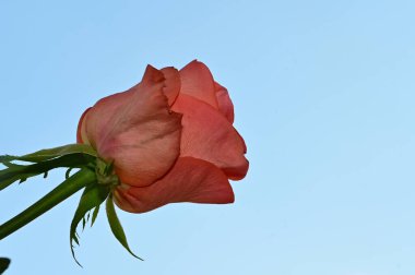 Mavi arka planda güzel gül çiçekleri