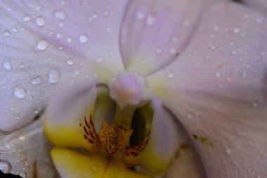 Güneşli yaz gününde bahçede yetişen güzel çiçekler. 