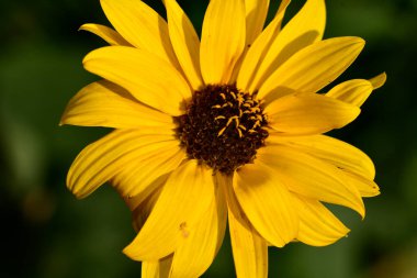 Güneşli yaz gününde bahçede yetişen güzel çiçekler. 