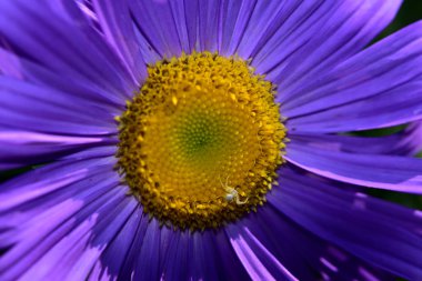 Narin, güzel Gerbera çiçekleri. Kapat..