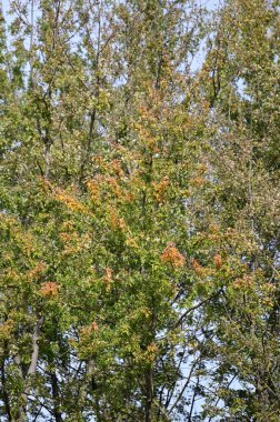 Sonbahar ağacı dallarının mavi gökyüzü arka planında sarı yapraklı görüntüsü  