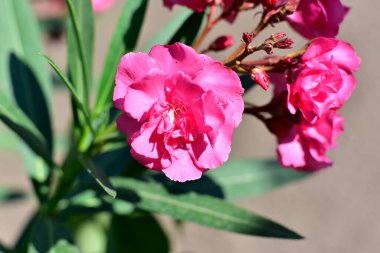Güneşli yaz gününde bahçede yetişen güzel çiçekler. 