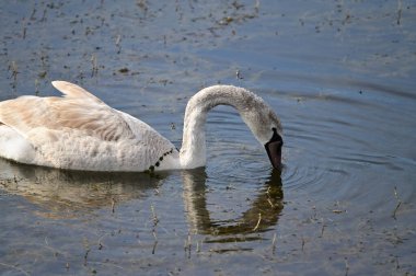 Güzel beyaz kuğu yaz günü gölde yüzüyor. 