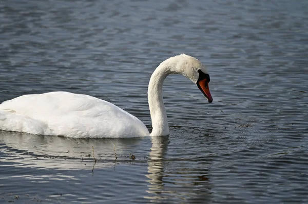 Belo Cisne Branco Nadando Lago Dia Verão — Fotografia de Stock