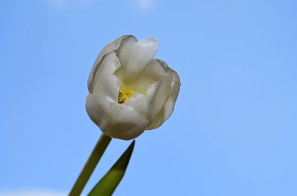 Hermosas Flores Tulipán Sobre Fondo Cielo Azul — Foto de Stock