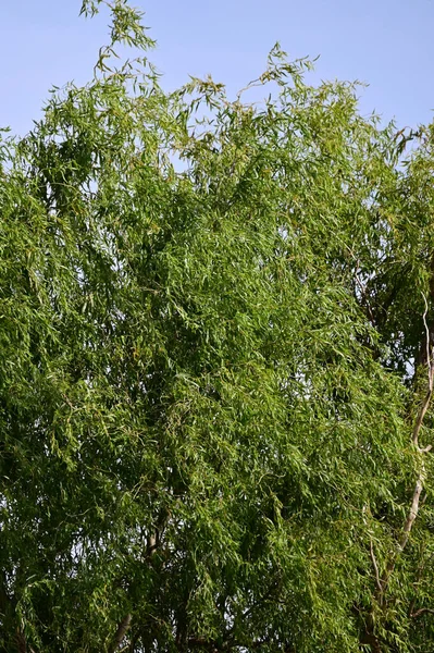 Вид Гілки Дерева Зеленим Листям Фоні Блакитного Неба — стокове фото