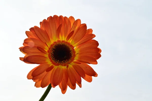 Czułe Piękne Gerbery Kwiaty Zbliżenie — Zdjęcie stockowe