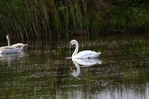 Belos Cisnes Brancos Nadando Lago Dia Verão — Fotografia de Stock