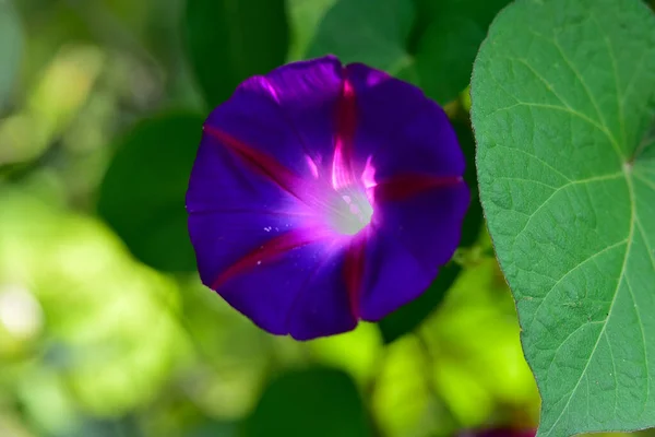 Belles Fleurs Poussant Dans Jardin Journée Ensoleillée Été — Photo