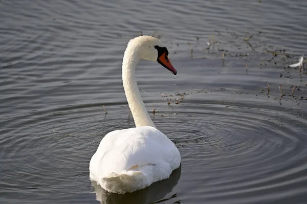 Belo Cisne Branco Nadando Lago Dia Verão — Fotografia de Stock