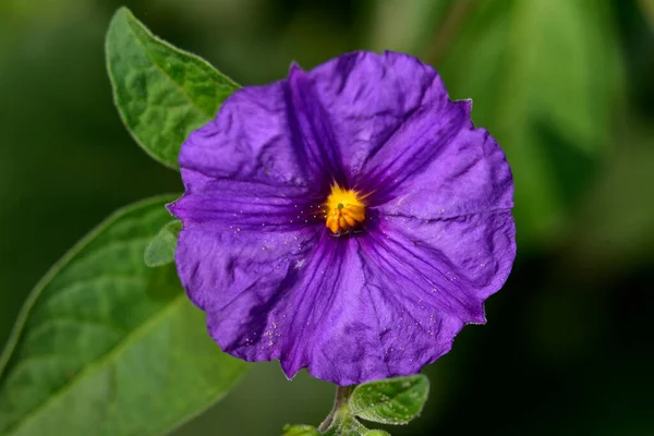 Belles Fleurs Poussant Dans Jardin Journée Ensoleillée Été — Photo