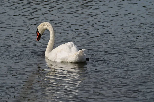 Bellissimo Cigno Bianco Nuotare Sul Lago Durante Giornata Estiva — Foto Stock