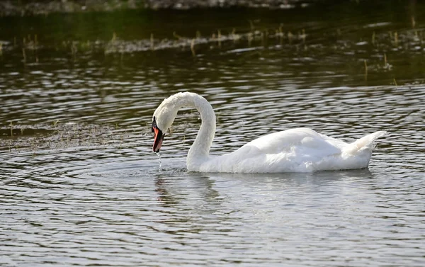 Piękny Biały Łabędź Pływanie Jeziorze Letni Dzień — Zdjęcie stockowe