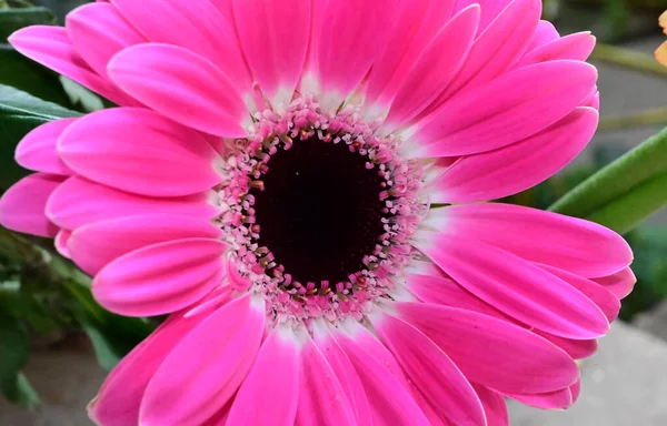 Mooie Bloem Grond Zomerconcept Dichtbij Uitzicht — Stockfoto