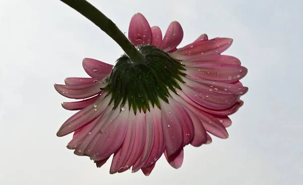 Gyönyörű Gerbera Virágok Közelről — Stock Fotó