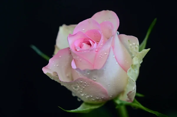 Nahaufnahme Von Erstaunlichen Blumen Blühen Auf Dunklem Hintergrund — Stockfoto