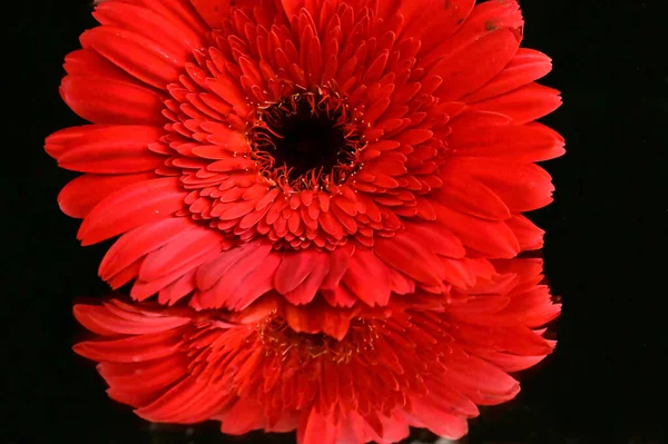 Nahaufnahme Von Erstaunlichen Blumen Blühen Auf Dunklem Hintergrund — Stockfoto