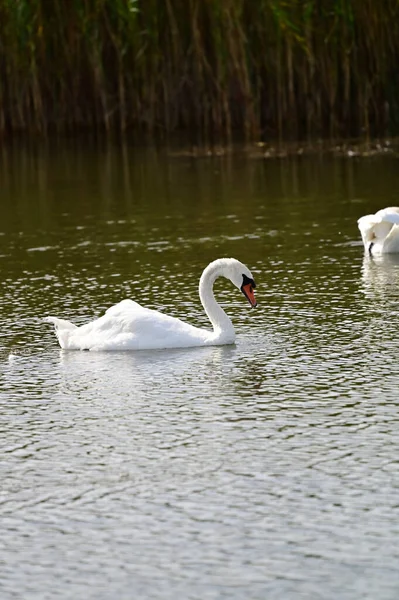 Belos Cisnes Brancos Nadando Lago Dia Verão — Fotografia de Stock