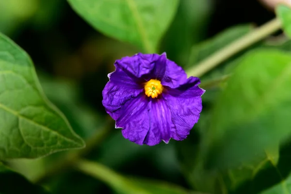 夏日阳光明媚的花园里 盛开着美丽的花朵 — 图库照片