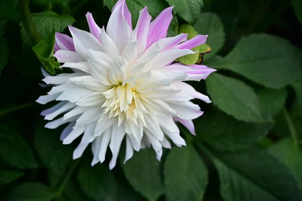 Belles Fleurs Poussant Dans Jardin Journée Ensoleillée Été — Photo