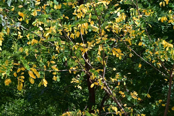 秋树枝干黄叶映衬蓝天背景 — 图库照片