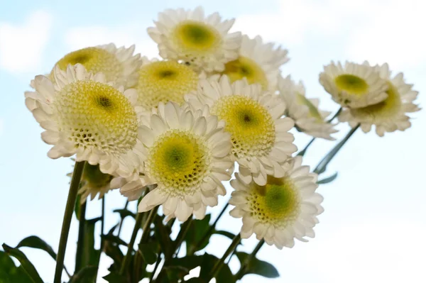 Красивые Цветы Герберы Голубом Фоне Неба — стоковое фото
