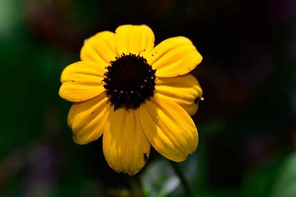 Hermosas Flores Que Crecen Jardín Verano Día Soleado — Foto de Stock