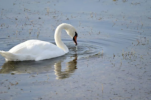 夏の日に白い白鳥が湖を泳いでいます — ストック写真