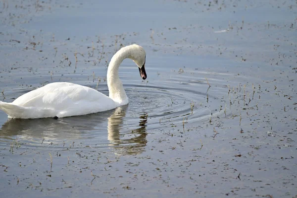 Красивый Белый Лебедь Плавает Озере Летний День — стоковое фото