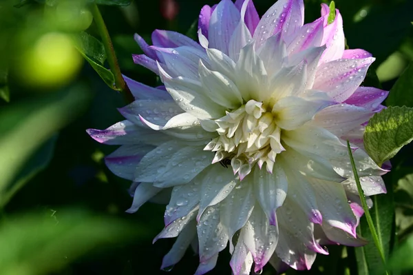 Hermosas Flores Que Crecen Jardín Verano Día Soleado — Foto de Stock