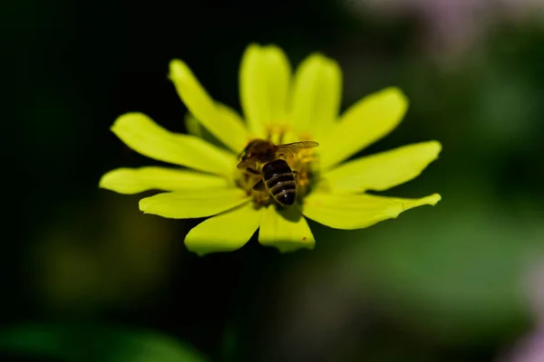 Zbliżenie Pszczół Siedzących Kwiatach Ogrodzie Letni Słoneczny Dzień — Zdjęcie stockowe
