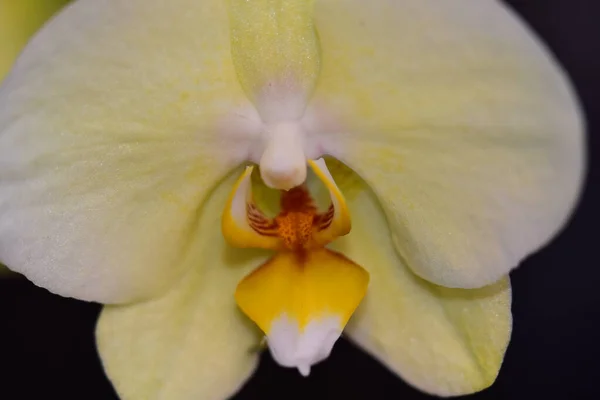 Mooie Bloemen Groeien Tuin Zomer Zonnige Dag — Stockfoto