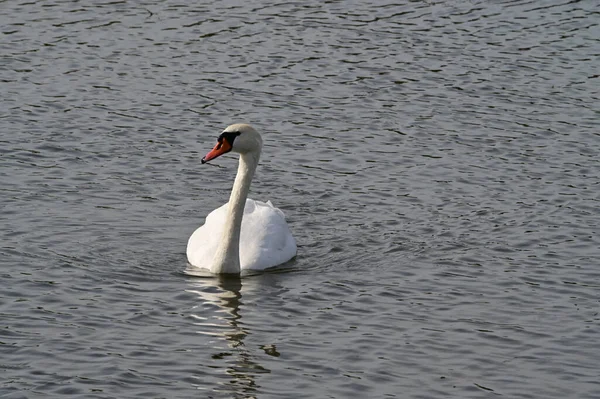Schöner Weißer Schwan Schwimmt Sommertag Auf Dem See — Stockfoto