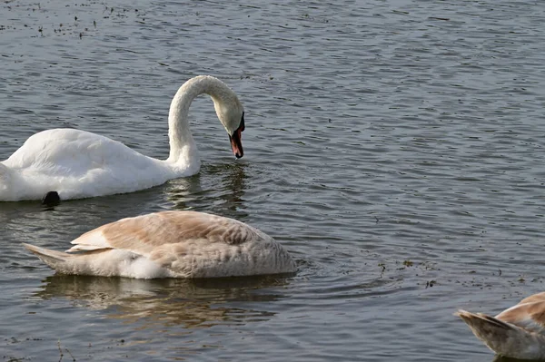 Красивые Белые Лебеди Купающиеся Озере Летний День — стоковое фото