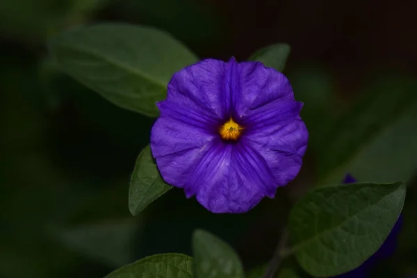 夏日阳光明媚的花园里 盛开着美丽的花朵 — 图库照片