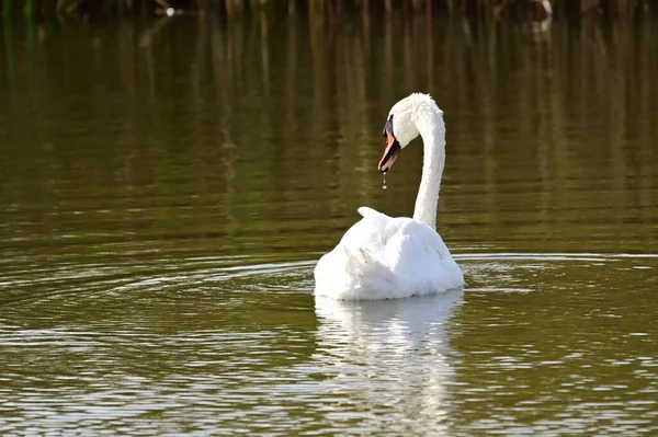 Schöner Weißer Schwan Schwimmt Sommertag Auf Dem See — Stockfoto