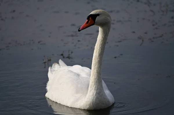 Hermoso Cisne Blanco Nadando Superficie Del Agua Del Lago Día —  Fotos de Stock