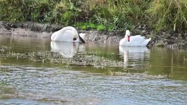 美丽的白天鹅在湖面上游动 — 图库视频影像