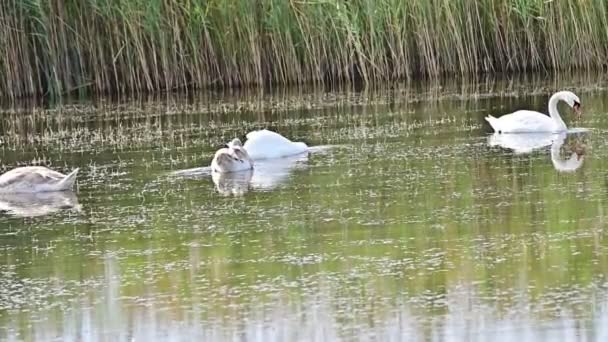 Schöne Weiße Schwäne Die Sommertagen Auf Der Wasseroberfläche Des Sees — Stockvideo