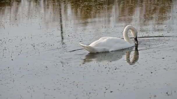 Bellissimo Cigno Bianco Che Nuota Sulla Superficie Dell Acqua Del — Video Stock