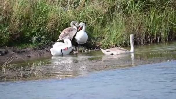 Красивые Белые Лебеди Купающиеся Поверхности Озера Летний День — стоковое видео