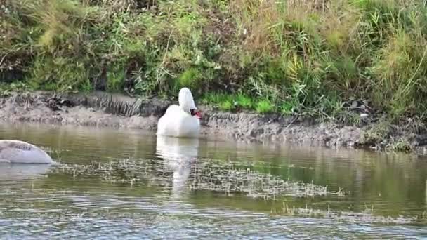 Güzel Beyaz Kuğular Yaz Günü Göl Yüzeyinde Yüzerler — Stok video