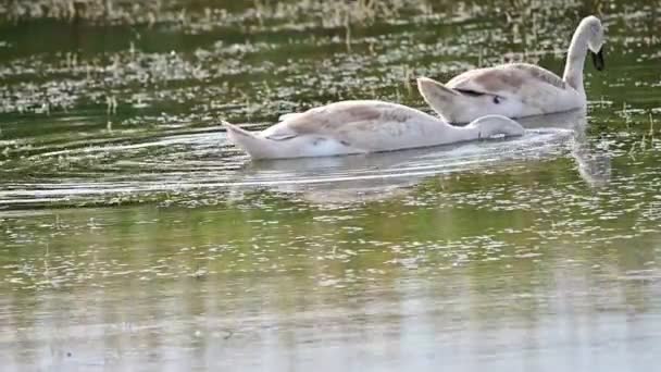 Schöne Weiße Schwäne Die Sommertagen Auf Der Wasseroberfläche Des Sees — Stockvideo