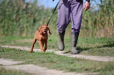 Tasmalı şirin bir köpek. Yaz günü sahibinin yanında geziyor.