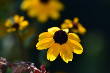 Güneşli yaz gününde bahçede yetişen güzel çiçekler. 