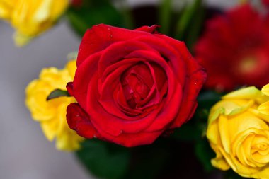 Güneşli yaz gününde bahçede yetişen güzel çiçekler. 