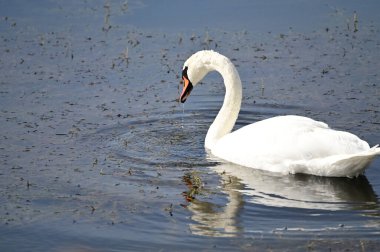 Güzel beyaz kuğu yaz günü gölde yüzüyor. 